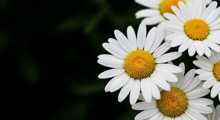 Fototapeta premium Close-up of beautiful daisies with yellow centers and white petals.
