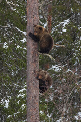 little bears in the tree