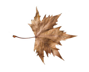 autumn fallen, leaves isolated for seasonal background
