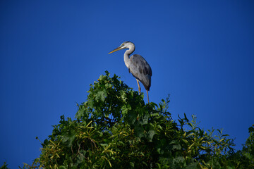 A majestic Grey Heron perches atop a lush green tree, its elegant silhouette contrasting beautifully against the clear, vibrant blue sky, observing its surroundings calmly.