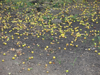 Obraz premium Fallen yellow ranetka apples on the ground