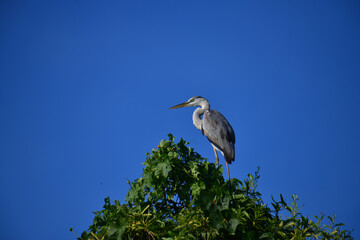 A majestic Grey Heron perches atop a lush green tree, its elegant silhouette contrasting beautifully against the clear, vibrant blue sky, observing its surroundings calmly.