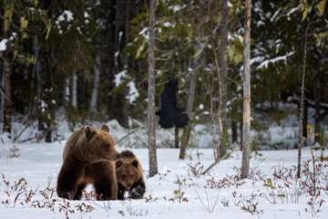 brown bear in the snow