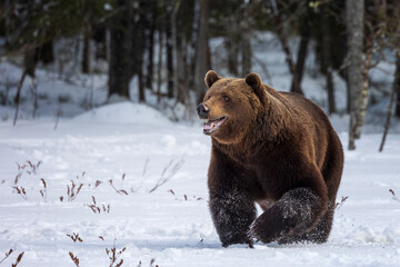 a big bear named Aku