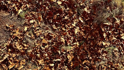 autumn oak leaf carpet covering dry forest floor with scattered grass and earthy soil creating textured seasonal background ideal for rustic wallpaper or editorial banner designs