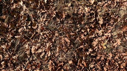 autumn leaves ground texture with dry oak foliage and tangled grass creating rustic organic pattern and earthy tones ideal for seasonal background or nature wallpaper with subtle copy space