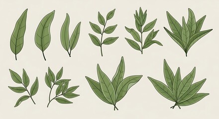 Fototapeta premium Hand Drawn Collection of Various Green Botanical Leaves.