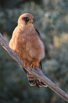 Male red footed falcon sitting on perch