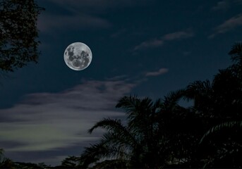 Low Angle Photography full of Moon Under Silhouette of Tree 
