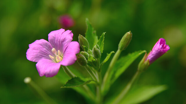 Epilobium hirsutum pink wildflowers on a background of green grass in summer. - Powered by Adobe