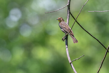 Female red-winged blackbird perched on a branch.