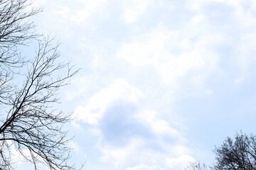 Cloudy Blue Sky and Winter Trees Background