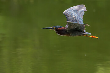 Green heron in flight over a pond.