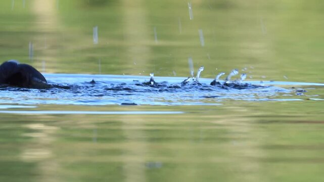bubbling lake, bubbling water surface caused by diving coot, coot reflected in the yellow-green water, water bird with red eyes and white beak, coot diving for aquatic plants, Fulica atra