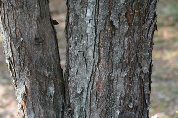 Cercidiphyllum japonicum, Gyesunamu, a deciduous tree in Korea and East Asia, known for aiding digestion, relieving insomnia and stress, enhancing circulation, and aromatic leaves for tea. 