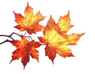 Obraz premium ireflybackgrounds maple plant. Leafglow. Illustration