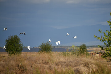 Fototapeta premium A flock of little egrets, a water bird of the heron family flies in the blue sky Fauna and nature