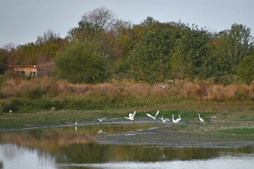 Many great white herons large water birds of the heron family danced on the water in the rays of the morning sun Fauna and nature