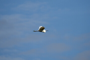 A little egret a large water bird of the heron family flies in the blue sky