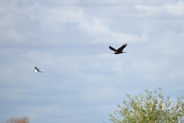 A Marsh Harrier Circus aeruginosus and a Great Egret fly in a blue sky Nature Flora