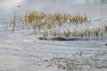 The nutria otter koipu swamp beaver a mammal of the rodent order included in the tribe Myocastorini of the family of bristly rats swims in the water of a lake a reservoir nature fauna © Владимир Берлизов