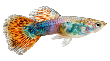 Vibrant male guppy fish with colorful fins and body against a black background