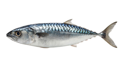 A single whole atlantic mackerel fish with distinctive wavy stripes on its back isolated on a black background