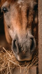 Close-Up of Horse Muzzle Chewing Hay in Wooden Feeder