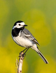 White Wagtail on Branch