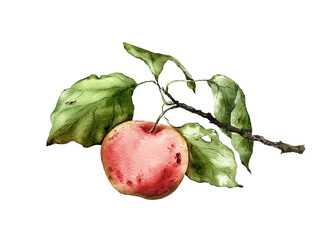 Watercolor illustration clipart of apples, apple branches, leaves. Perfect for food design, farm market branding, packaging, recipes, kitchen decor, autumn themes, and botanical art.