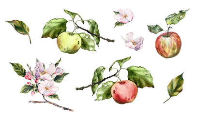 Watercolor illustration clipart of apples, apple branches, leaves, and blossoms. Perfect for food design, farm market branding, packaging, recipes, kitchen decor, autumn themes, and botanical art.