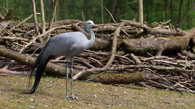 The Blue Crane, Grus paradisea, is an endangered bird specie endemic to Southern Africa. It is the national bird of South Africa