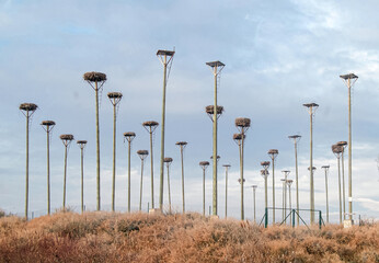 White Stork nesting colonies in Extremadura (Spain), waiting to be inhabited.