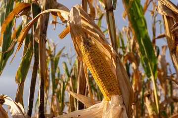 Sun rays fall on a ripe ear of corn, illuminating it with a golden glow.
