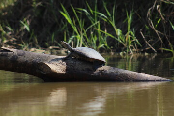 tartaruga em galh de arvore