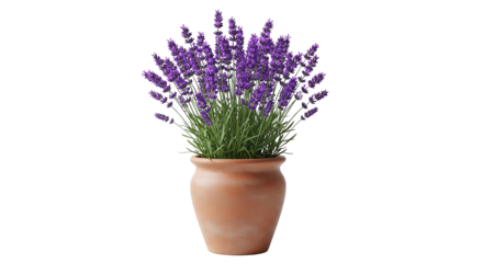Lavender in a pot isolated on transparent background, a beautiful purple plant