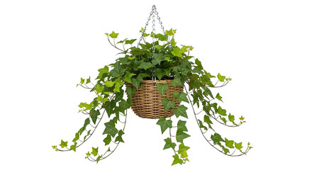 Hanging ivy plant in a basket isolated on transparent background, indoor decoration