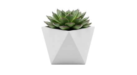 Succulent plant in a geometric white pot isolated on transparent background, indoor