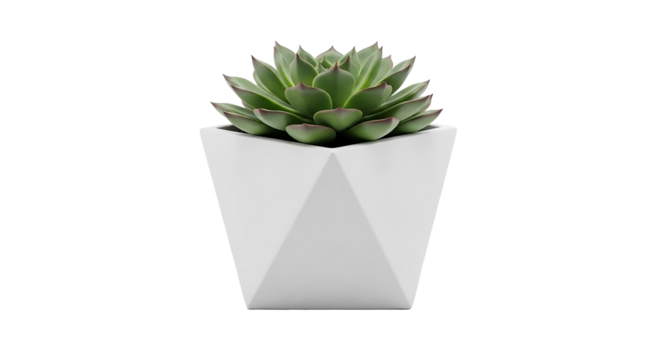 Succulent plant in a geometric white pot isolated on transparent background, indoor