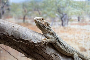 Bearded dragon resting on a branch
