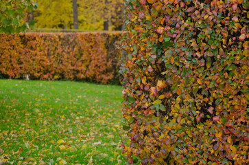 The background of an autumn bush with multi-colored leaves is beautifully and evenly trimmed