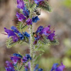 Anthaxia nitidula - Shiny flower beetles or brilliant anthaxis. A female jewel beetle with a green metalllic bright sheen and dark red head and pronotum on viper's bugloss flower (Echium vulgare)
