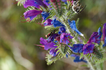 A female jewel beetle (Anthaxia nitidula) characterized by its metallic green color with dark red pronotum and head enjoying the colorful flowers of a viper's bugloss in a forest view in Alsace
