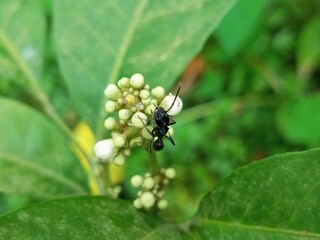 Her ants are storing food from the flowers.