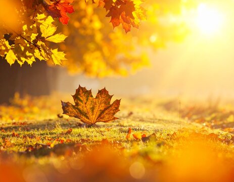 Golden Fall Foliage in Peaceful Forest