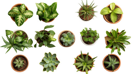 Assorted Potted Houseplants &ndash; Top-Down Botanical Flatlay