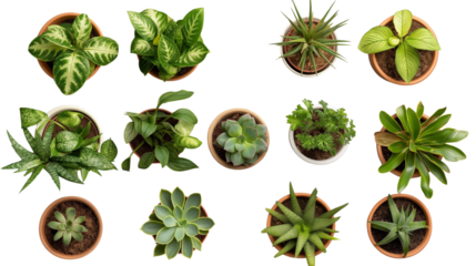 Assorted Potted Houseplants – Top-Down Botanical Flatlay