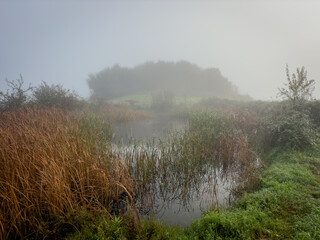 Serene misty wetland scene with grass, shrubs, and fog. Quiet and tranquil setting.