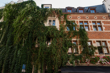 Edificios con enredaderas en Bruselas 