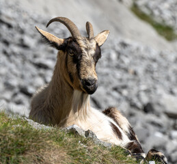 Goat Resting on Rocky Hillside